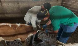 Aydıntepe'de ikinci tur buzağı küpeleme ve aşılama çalışmaları tamamlandı