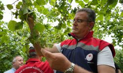 Fındık rekolte tahmini çalışmaları tamamlandı