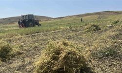 Mercimek hasadı başladı, çiftçinin yüzü güldü, verim beklentisi yükseldi