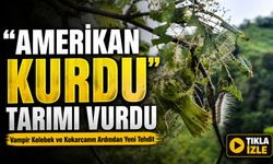 Vampir Kelebek Ve Kokarcadan Sonra Doğu Karadeniz’de Tırtıl Tehdidi