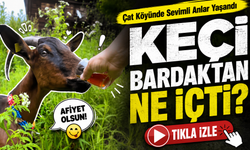 Rize’de Keçinin Bardaktan Çay İçtiği Görüntüler Gülümsetti