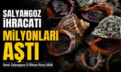 Türkiye’de Salyangoz İhracatı Milyonları Aştı; Deniz Salyangozu 9 Ülkeye İhraç Edildi