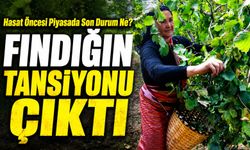 Fındık Piyasasında Tansiyon Zirvede: Fındık Hasadı Öncesi Piyasada Son Durum Ne?