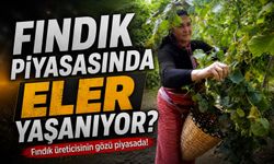 Hasat Öncesi Fındık Piyasasında Son Durum Nedir? İşte Güncel Fındık Fiyatları