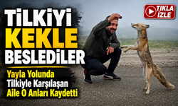 Bayburt’ta Yayla Yolunda Karşılaştıkları Tilkiyi Kekle Beslediler