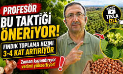 Fındık Toplama Hızını 3-4 Kat Artırıyor: Profesörden Süper Taktik!