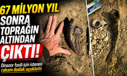 67 Milyon Yıllık T. Rex Fosili Açık Artırmaya Çıkıyor: Fiyatı Dudak Uçuklattı!