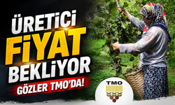 Fındık Üreticisinin Beklediği Gün Yaklaşıyor: Ziraat Odası'ndan 300 TL Çağrısı