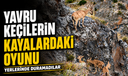 Gümüşhane’de Yavru Yaban Keçilerinin Oyunu Kamerada