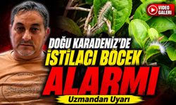 Doğu Karadeniz’de İstilacı Böcek Alarmı: Uzmandan Uyarı