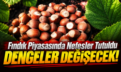Fındık Piyasasında Nefesler Tutuldu: O Rakamlar Dengeleri Değiştirecek