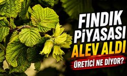 Fındık Piyasası Alev Aldı: Fiyatlar Üreticiyi Memnun Edecek Mi?