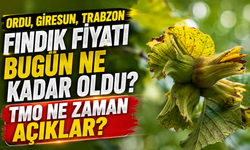 Ordu, Giresun, Trabzon Fındık Fiyatı Bugün Ne Kadar Oldu? TMO Ne Zaman Açıklar?
