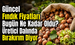 Güncel Fındık Fiyatları Bugün Ne Kadar Oldu? Üretici Dalında Bırakırım Diyor