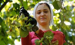 Ordu'da fındıkta işçi yevmiyesi ve diğer ücretler açıklandı
