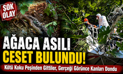 Kötü Koku Peşinden Gittiler: Ağaçlık Alanda Acı Gerçek Ortaya Çıktı