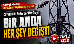 Trabzon'da Elektrik Direğine Tırmanan Ayının Acı Sonu! Yüksek Gerilim Hayatına Mal Oldu
