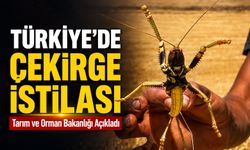 Tarım Ve Orman Bakanlığı’ndan Çekirge Açıklaması: “Doğal Bir Süreç”