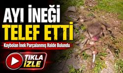 Gümüşhane’de İki Gündür Aranan İnek Ayı Saldırısında Telef Oldu