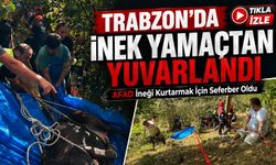 Trabzon’da İnek Yamaçtan Yuvarlandı; AFAD İneği Kurtarmak İçin Seferber Oldu