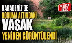 Koruma Altındaki Vaşak Bayburt’ta Yeniden Kameraya Yakalandı