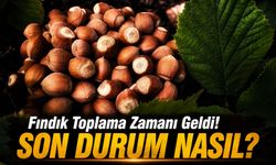 Fındık Toplama Zamanı Geldi! Serbest Piyasada Fındık Fiyatları Bugün Kaç TL Oldu?