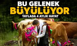 Karadeniz Yayla Göçünde Renkli Görüntüler: Büyükbaş Hayvanlarla Geleneksel Yolculuk Başladı