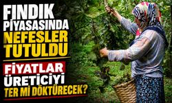 Fındık Piyasasında Nefesler Tutuldu: Fiyatlar Üreticiyi Ter Mi Döktürecek?