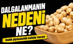 Fındık Alarmı: Ordu, Giresun, Trabzon ve Sakarya’da Son Durum