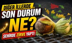 Fındık Fiyatları Bu Şehirde Zirve Yaptı, Diğer İllerde Son Durum Ne?