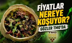 Fındık Piyasasında Tansiyon Zirvede: Fiyatlar Nereye Koşuyor?