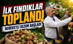 Coğrafi İşaretli Arsin Foşa Fındığında Yeni Hasat Sezonu Başladı
