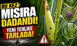 Çarşıbaşı’nda kahverengi kokarca alarmı: Bu kez mısıra yöneldi