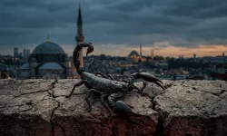 İstanbul’da Akrep Paniği: Evlere Kadar Girmeye Başladılar
