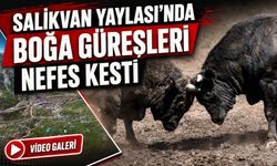 Artvin’in Salikvan Yaylası’nda Boğa Güreşleri Nefes Kesti; Binlerce Kişi Yaylada Buluştu