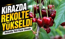 Kirazda Rekolte Arttı, İhracatta Yeni Dönem: Gözler Çin Pazarında