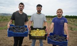 Bafra’da Üzüm Hasadı Başladı: OMÜ’nün İki Çeşidi Dikkat Çekti