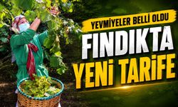 Samsun’da 2026 Fındık Yevmiyesi Belli Oldu: İşte Yeni Günlük Ücretler