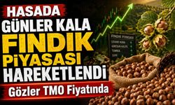 TMO Fındık Fiyatını Açıkladı Mı? 6 Ağustos’ta Fındık Piyasada Son Durum Ne?