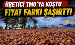 TMO Ordu’da Fındık Alımına Başladı: Serbest Piyasayla Fark Dikkat Çekti