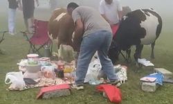 Rize’de Piknik Sofrasına Davetsiz Misafirler: Kovalamaca Güldürdü