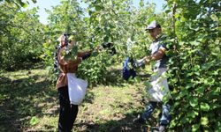 Fındıkta İşçi Sorununa Çözüm: Proje 7’nci Sezonunda Devam Ediyor