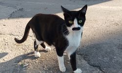Samsun’un “Pala Bıyıklı” kedisi görenleri şaşırtıyor