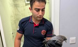 Apartman boşluğuna düşen yavru güvercini itfaiye kurtardı
