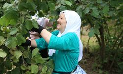 Ordu'da fındık hasadı erken başladı