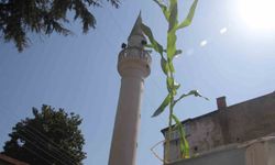 Ordu'da cami çatısında mısır yetişti