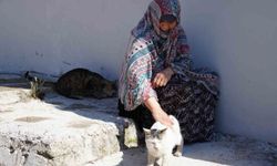 Senelerdir sahipsiz hayvanları besleyen kadın, 10 yıldır baktığı sokak kedisini kaybetti: 'İki gün ağladım'