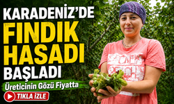 Karadeniz'de Fındık Hasadı Başladı: Üreticinin Gözü Fiyatta