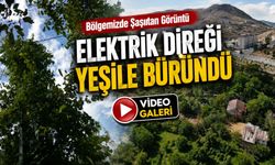 Gümüşhane’de doğa direği yuttu: Gören ağaç sanıyor