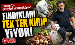 Trabzon’da görenleri şaşırtan köpek! Fındıkları tek tek kırıp yiyor!